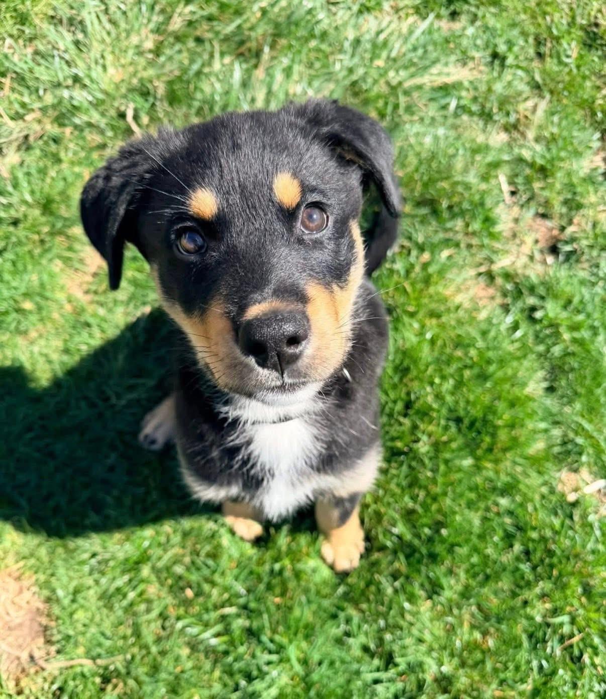 Bagel, adopted, Puppy Female Rottweiler & Siberian Husky.