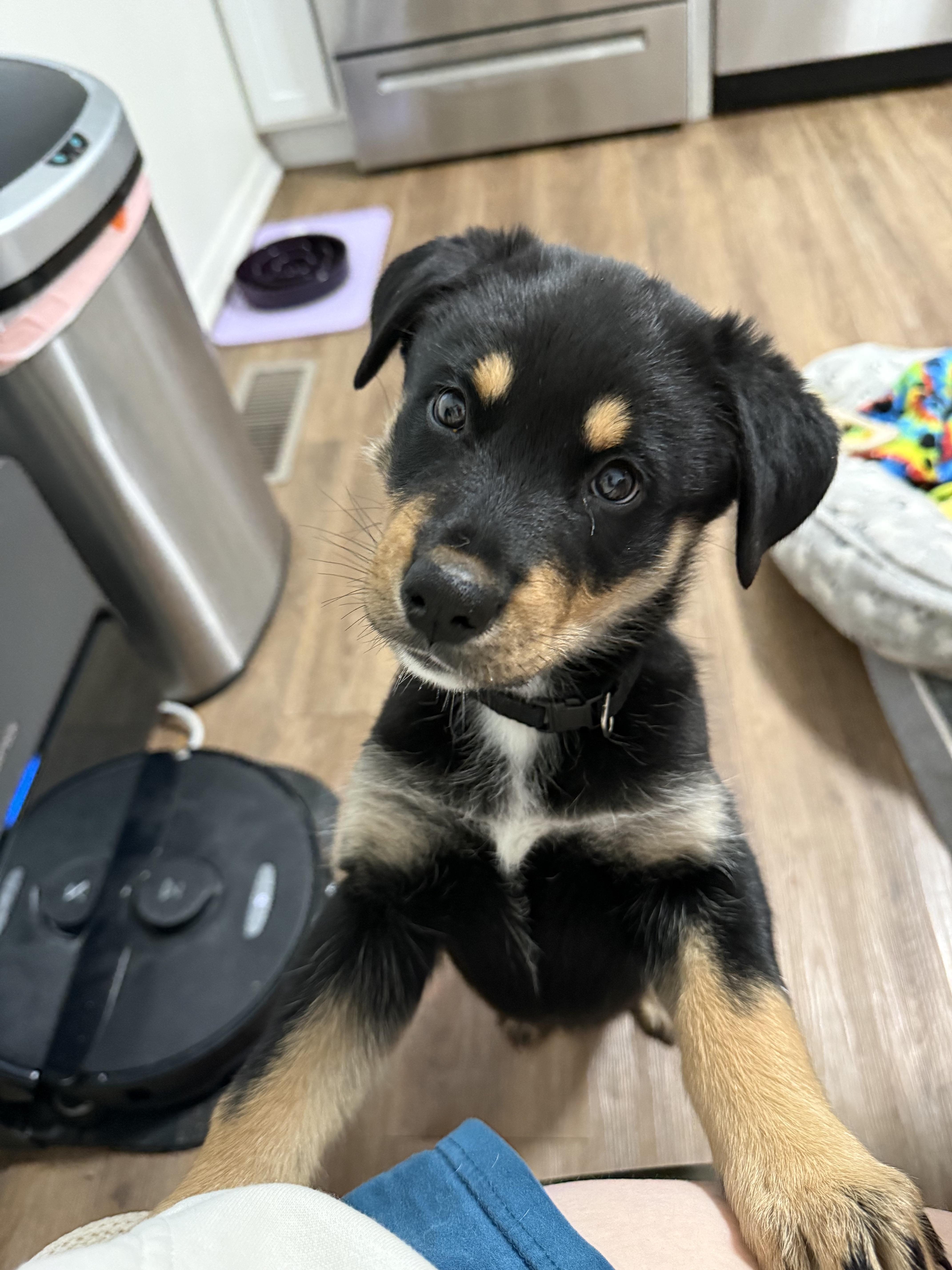 Enlarge Bagel, an adopted mixed breed in INDIANAPOLIS, IN image 4/6