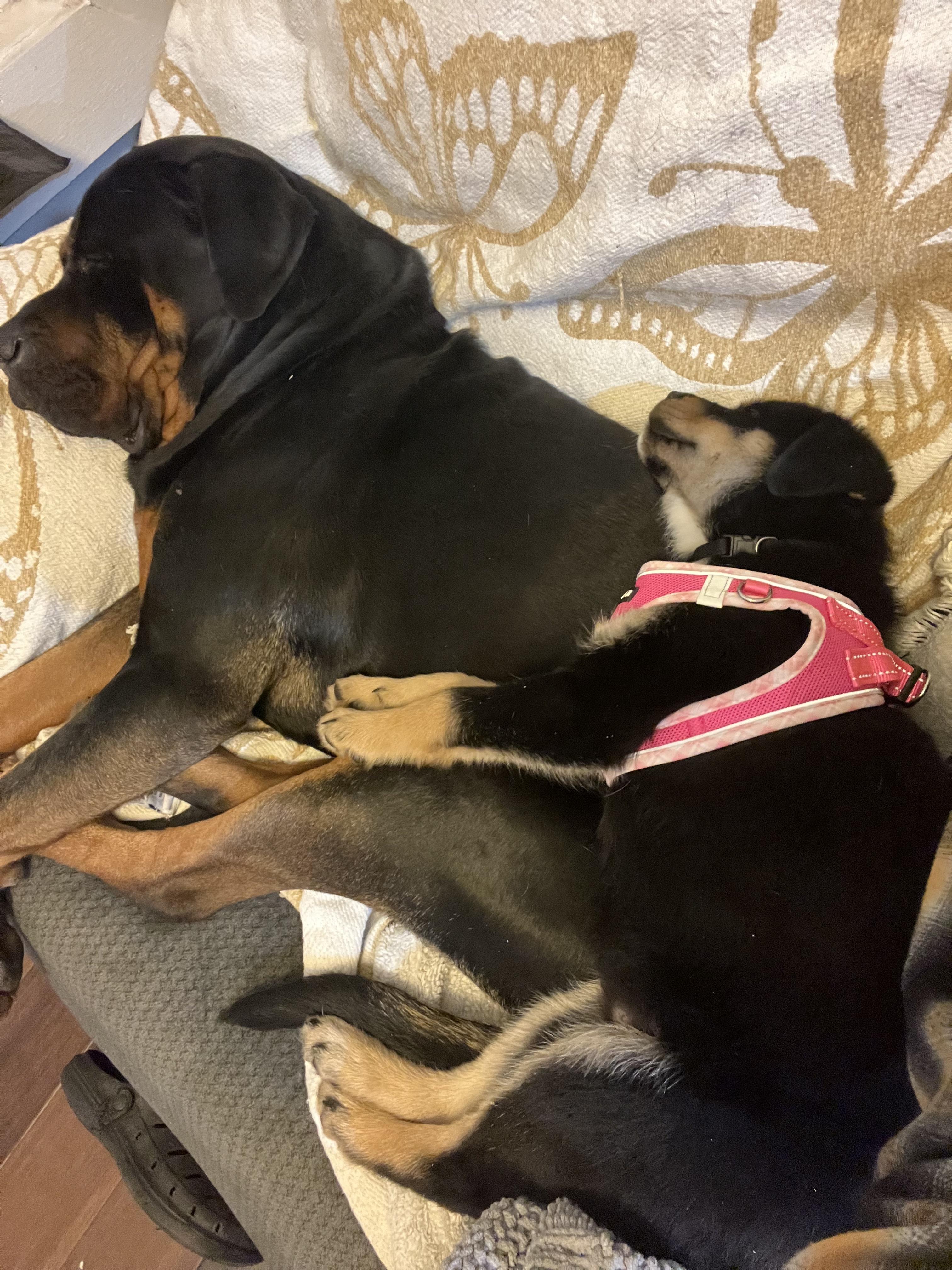 Enlarge Bagel, an adopted mixed breed in INDIANAPOLIS, IN image 6/6