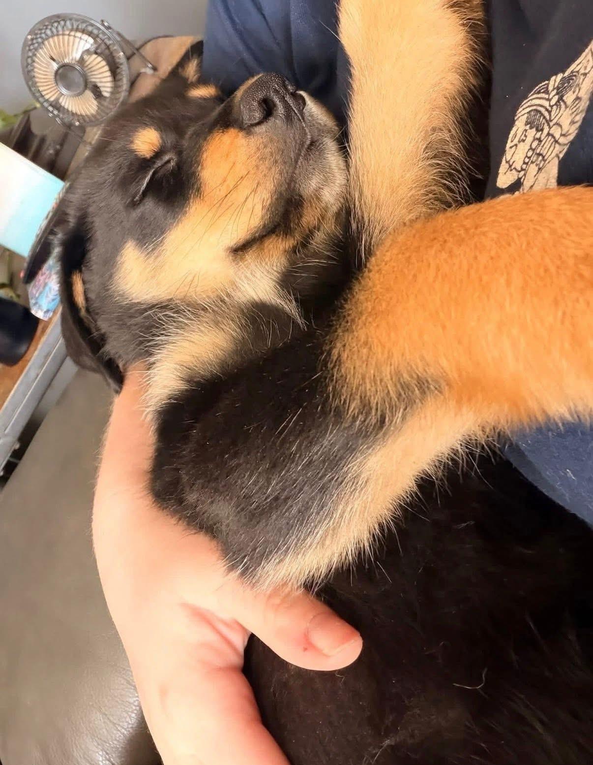 Enlarge Bagel, an adopted mixed breed in INDIANAPOLIS, IN image 5/6