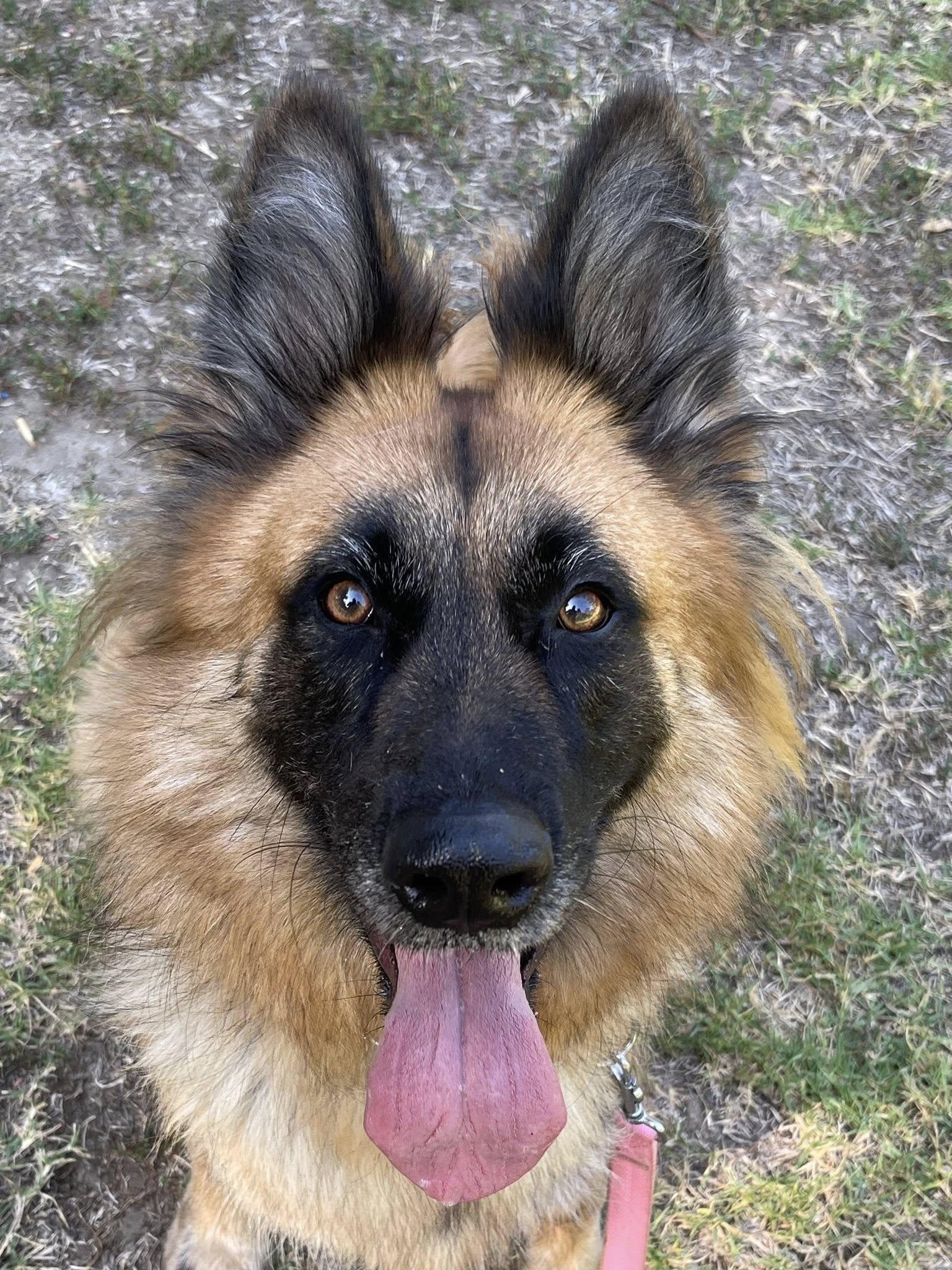 Wonderful Venus Venus was my hiking buddy today what a great dog So friendly w
