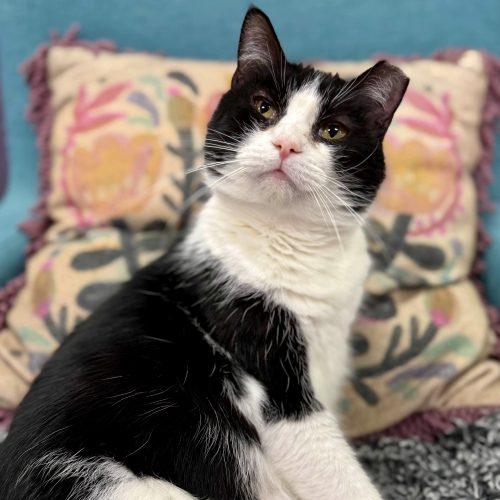 Croissant, Adoptable, Young Female Tuxedo & Domestic Short Hair.