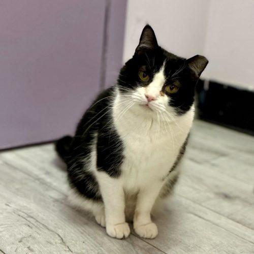 Enlarge Croissant, a Adoptable mixed breed in Knoxville, TN image 2/5