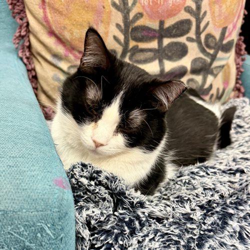 Enlarge Croissant, a Adoptable mixed breed in Knoxville, TN image 3/5