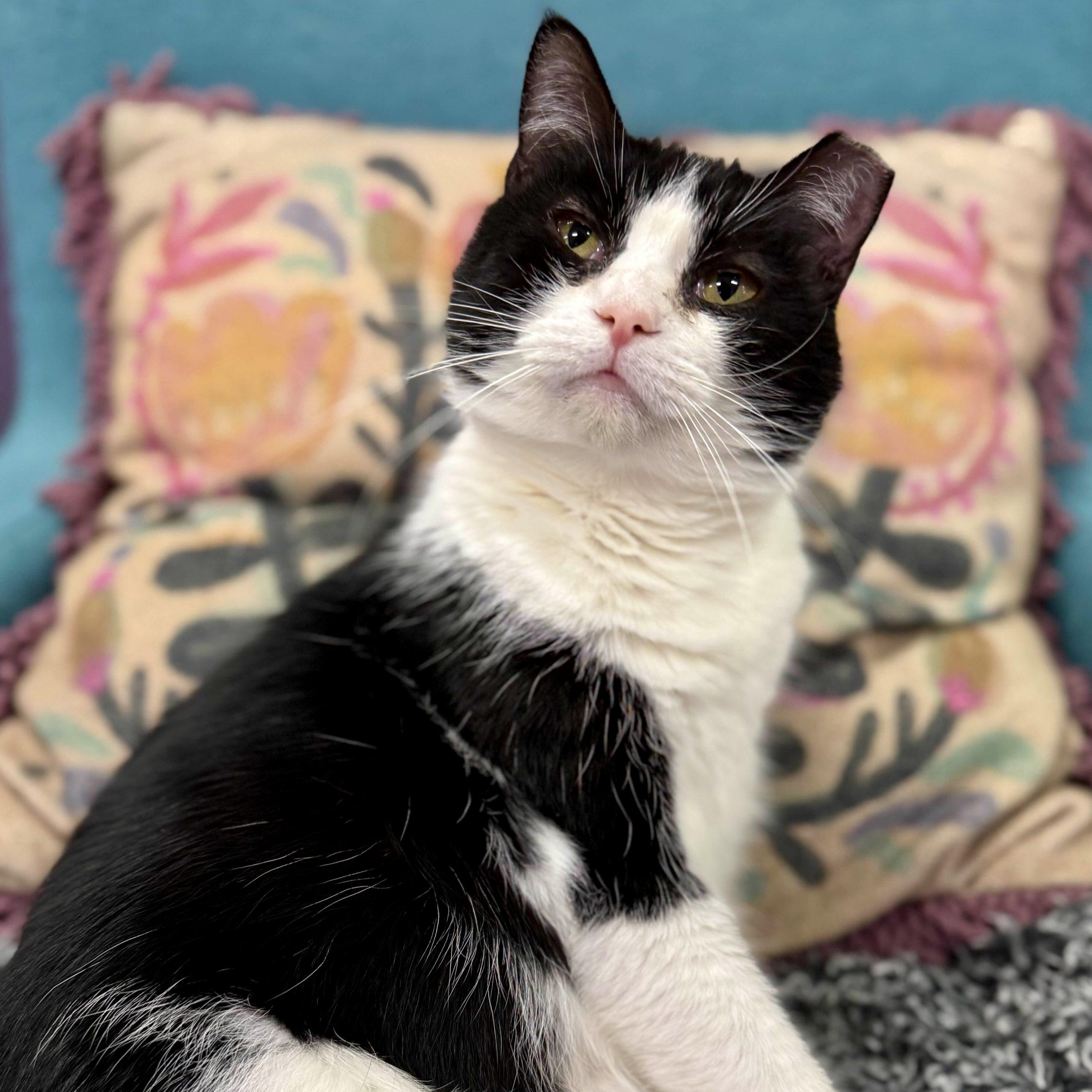 Enlarge Croissant, a Adoptable mixed breed in Knoxville, TN image 4/6