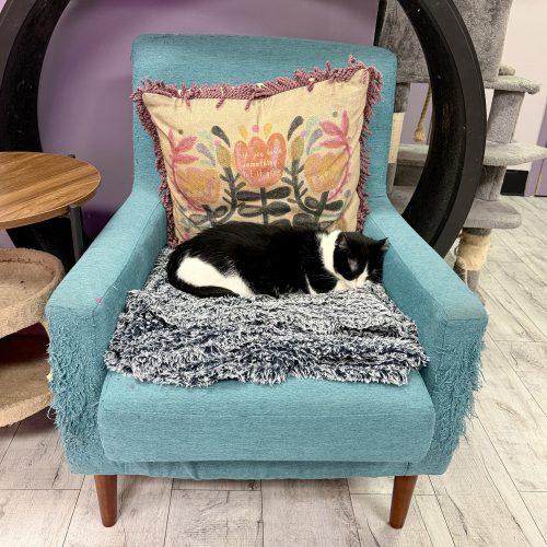 Enlarge Croissant, a Adoptable mixed breed in Knoxville, TN image 4/5