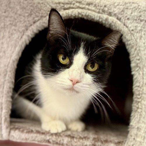 Enlarge Croissant, a Adoptable mixed breed in Knoxville, TN image 5/5