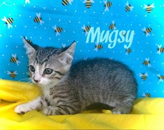 Enlarge Mugsy, a Adoptable Tabby in Pleasanton, TX image 1/2
