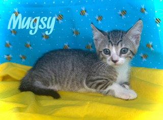 Enlarge Mugsy, a Adoptable Tabby in Pleasanton, TX image 2/2