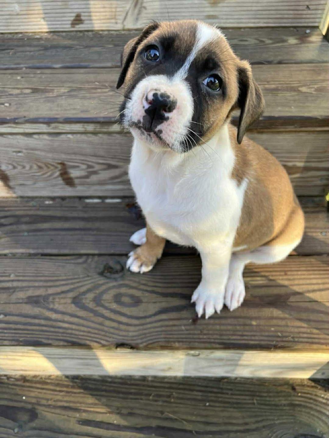 Filly, Adoptable, Puppy Female Mixed Breed.