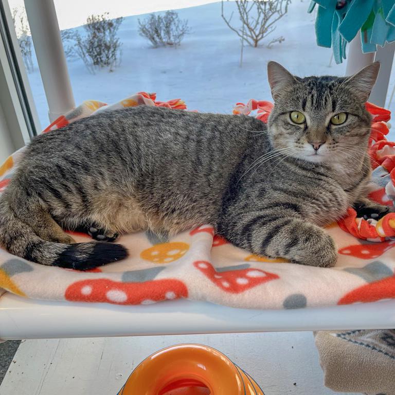 Savannah, a Adoptable mixed breed in Huntley, IL image 2/6