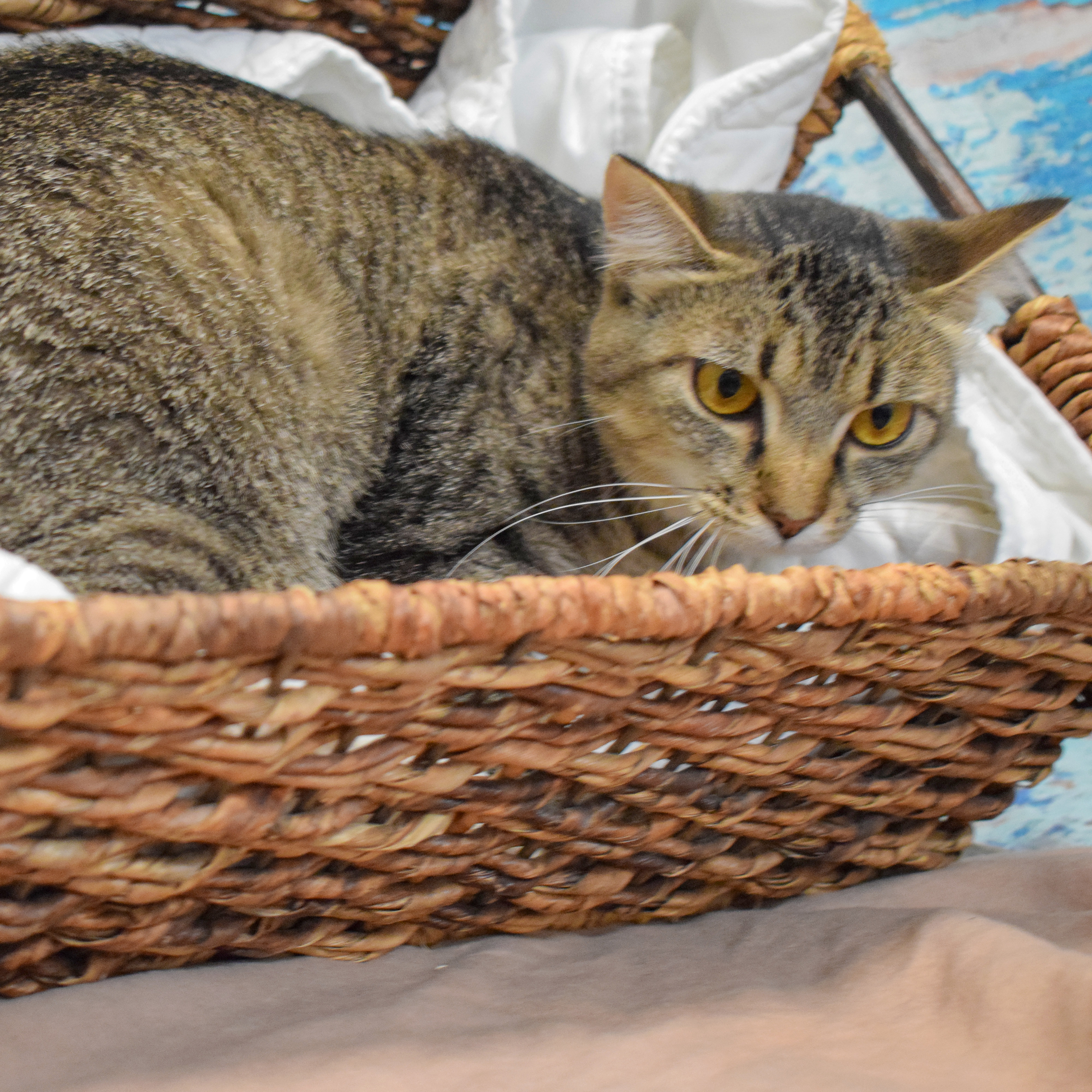 Savannah, a Adoptable mixed breed in Huntley, IL image 5/6