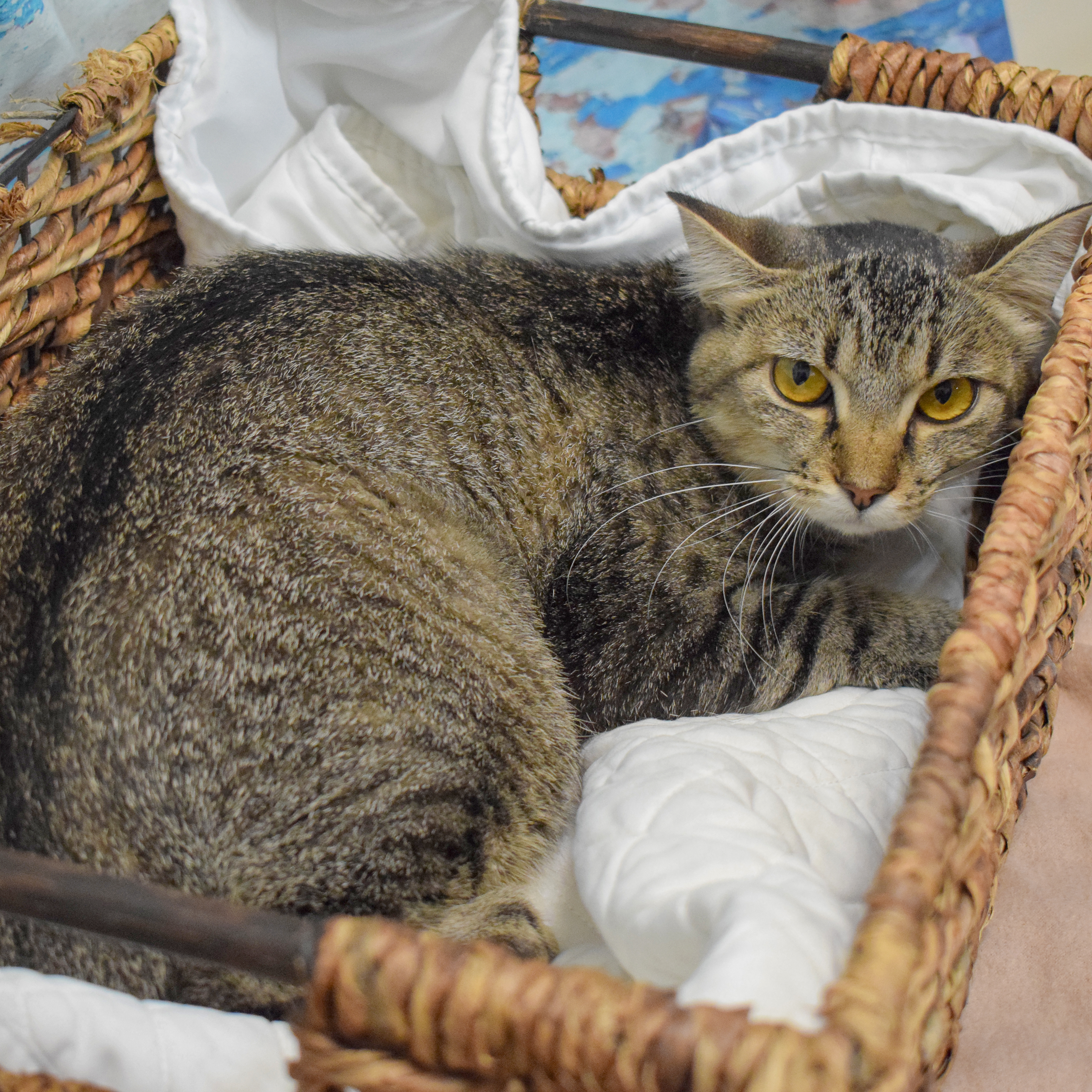 Savannah, a Adoptable mixed breed in Huntley, IL image 6/6