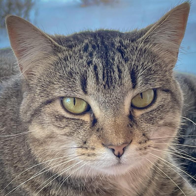 Savannah, a Adoptable mixed breed in Huntley, IL image 1/6