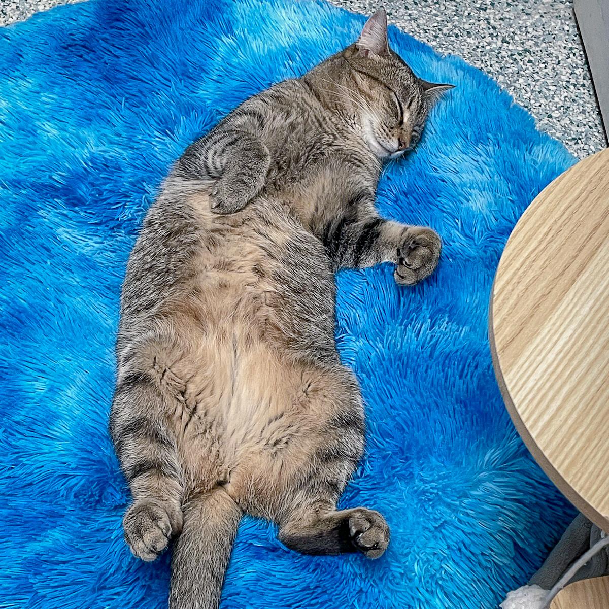 Savannah, a Adoptable mixed breed in Huntley, IL image 3/6