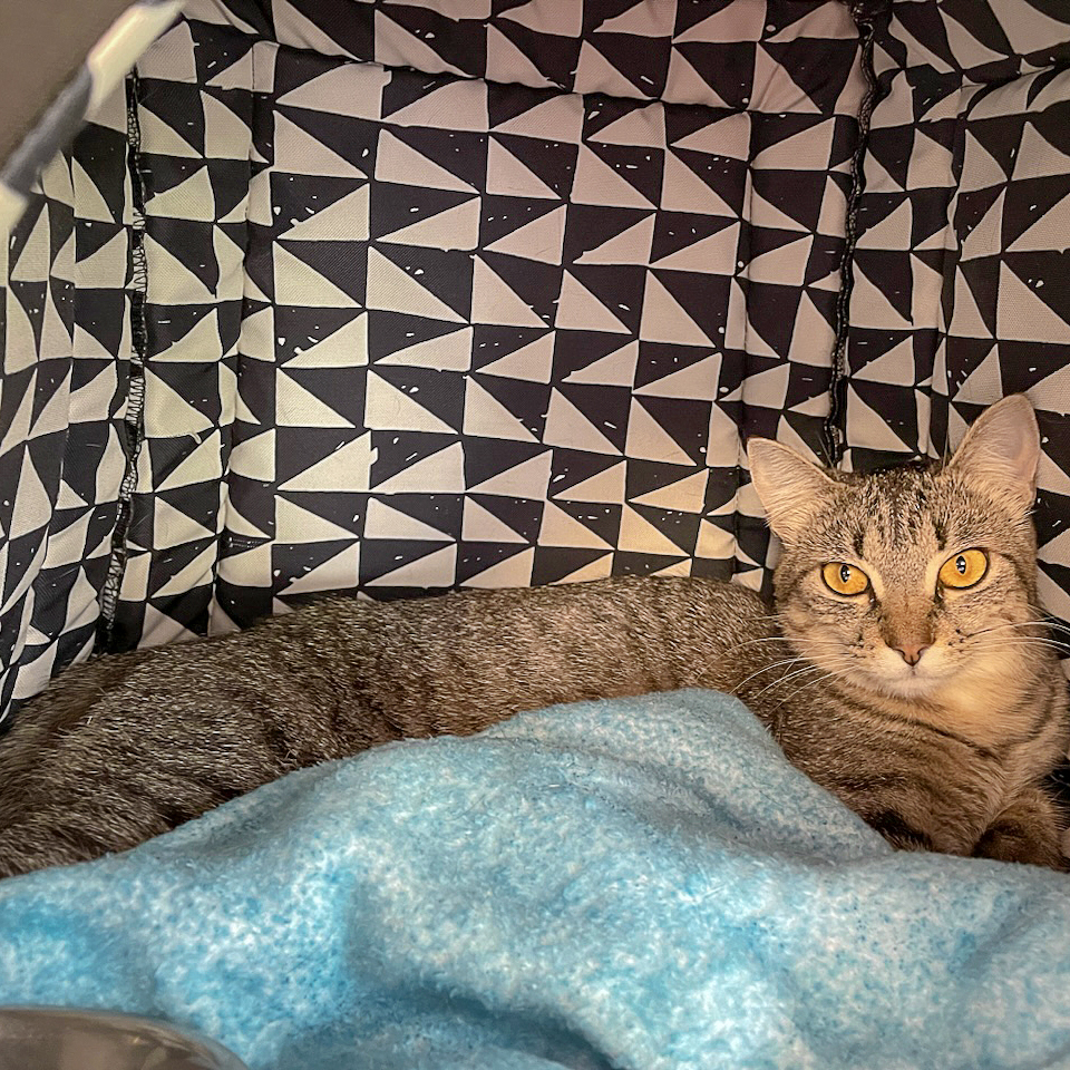 Savannah, a Adoptable mixed breed in Huntley, IL image 4/6