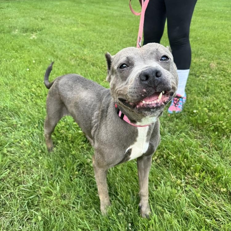 Dee Dee, a ADOPTABLE mixed breed in Mansfield, OH image 1/2