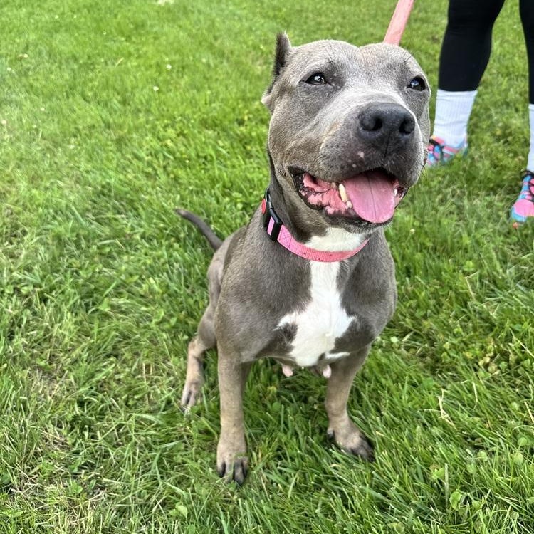 Dee Dee, a ADOPTABLE mixed breed in Mansfield, OH image 2/2