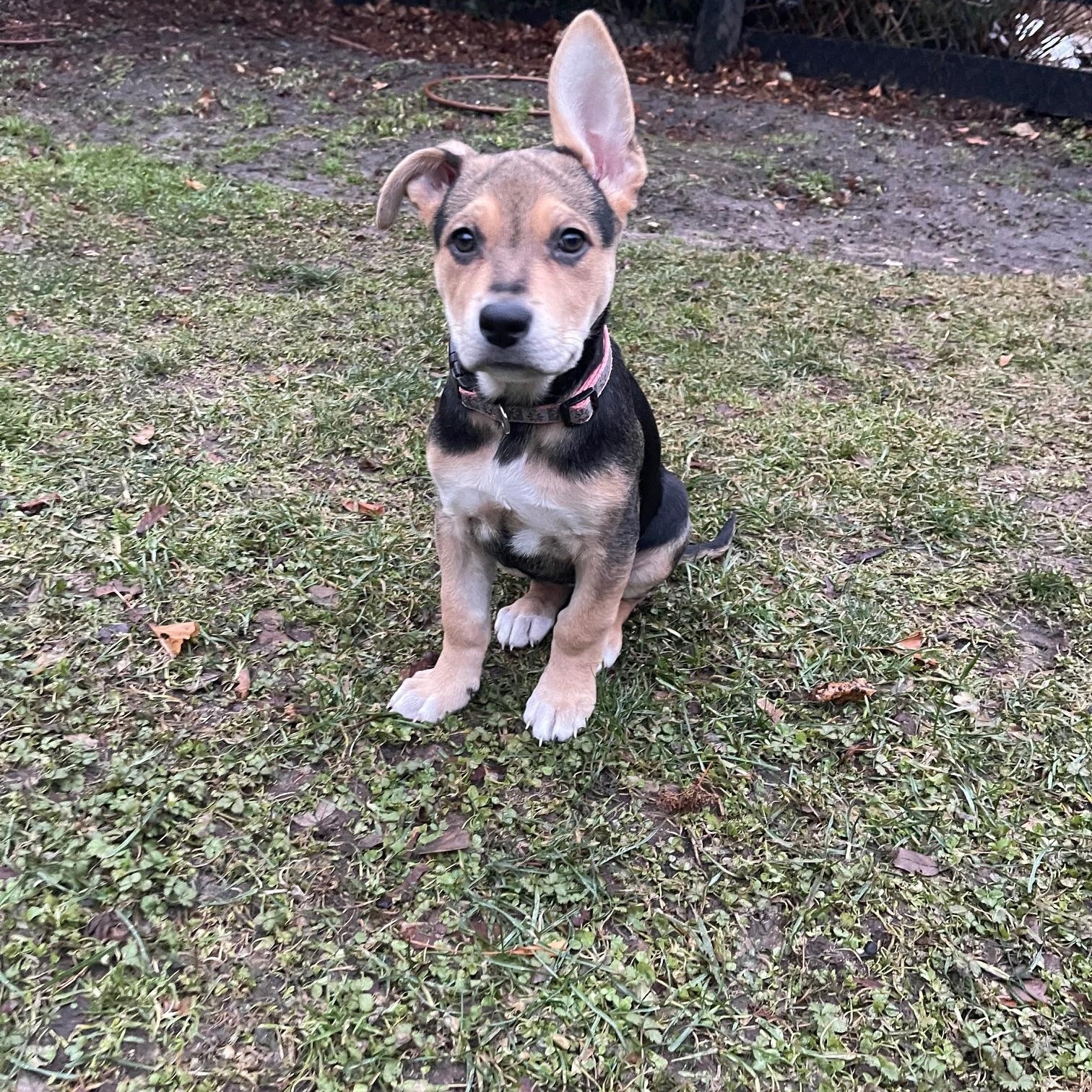 Foxy, Adoptable, Puppy Female Mixed Breed.