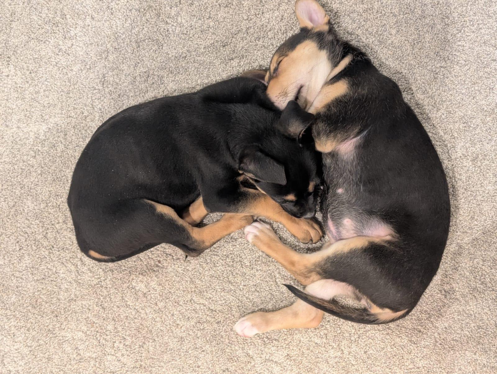 Foxy, a Adoptable Mixed Breed in Medford, NY image 3/3