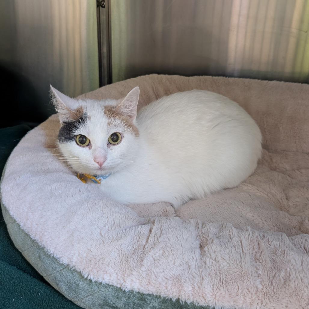 Enlarge Daisy, a Adoptable Domestic Short Hair in Emporia, KS image 1/5