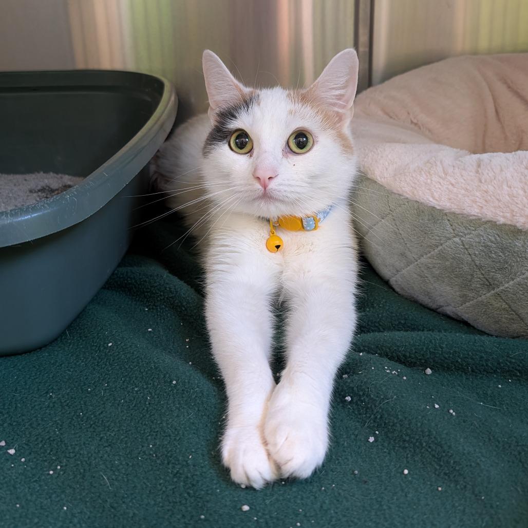 Enlarge Daisy, a Adoptable Domestic Short Hair in Emporia, KS image 2/5