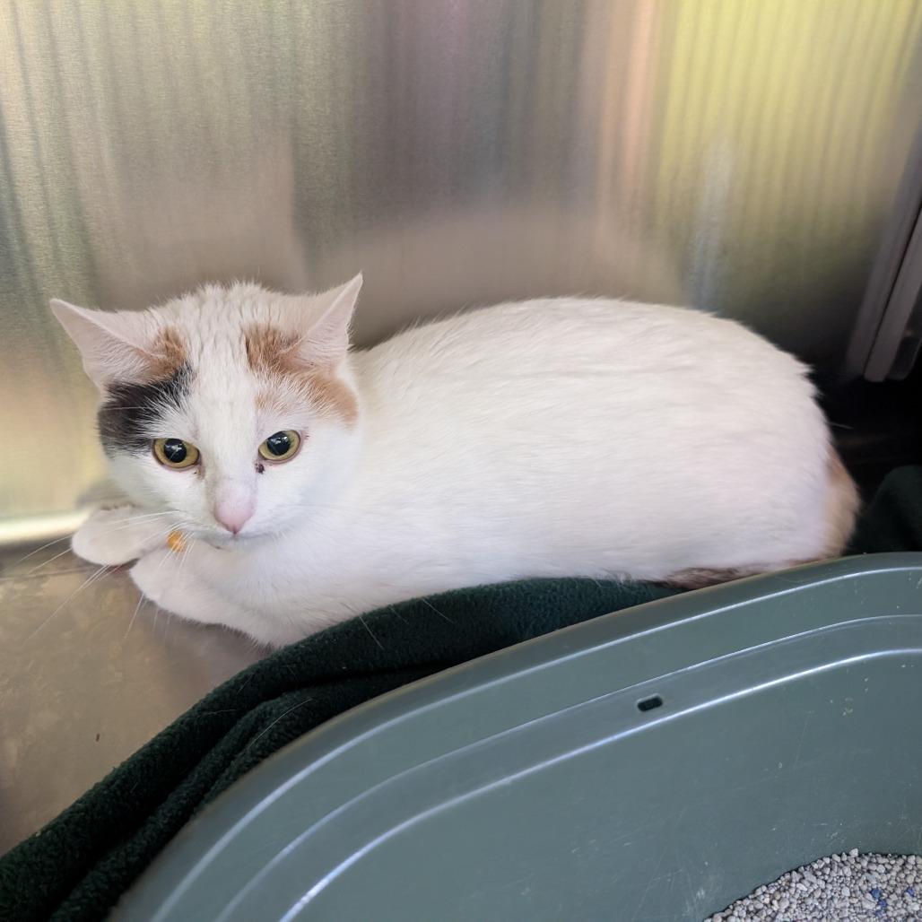 Enlarge Daisy, a Adoptable Domestic Short Hair in Emporia, KS image 3/5