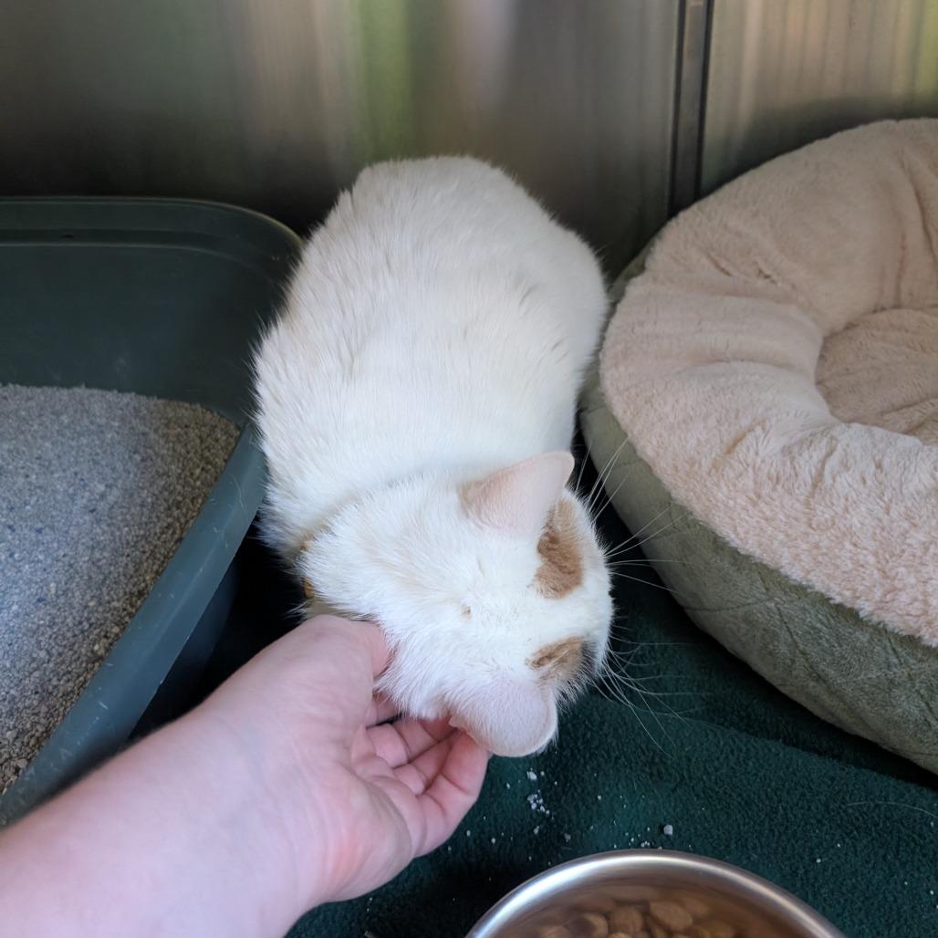 Enlarge Daisy, a Adoptable Domestic Short Hair in Emporia, KS image 4/5