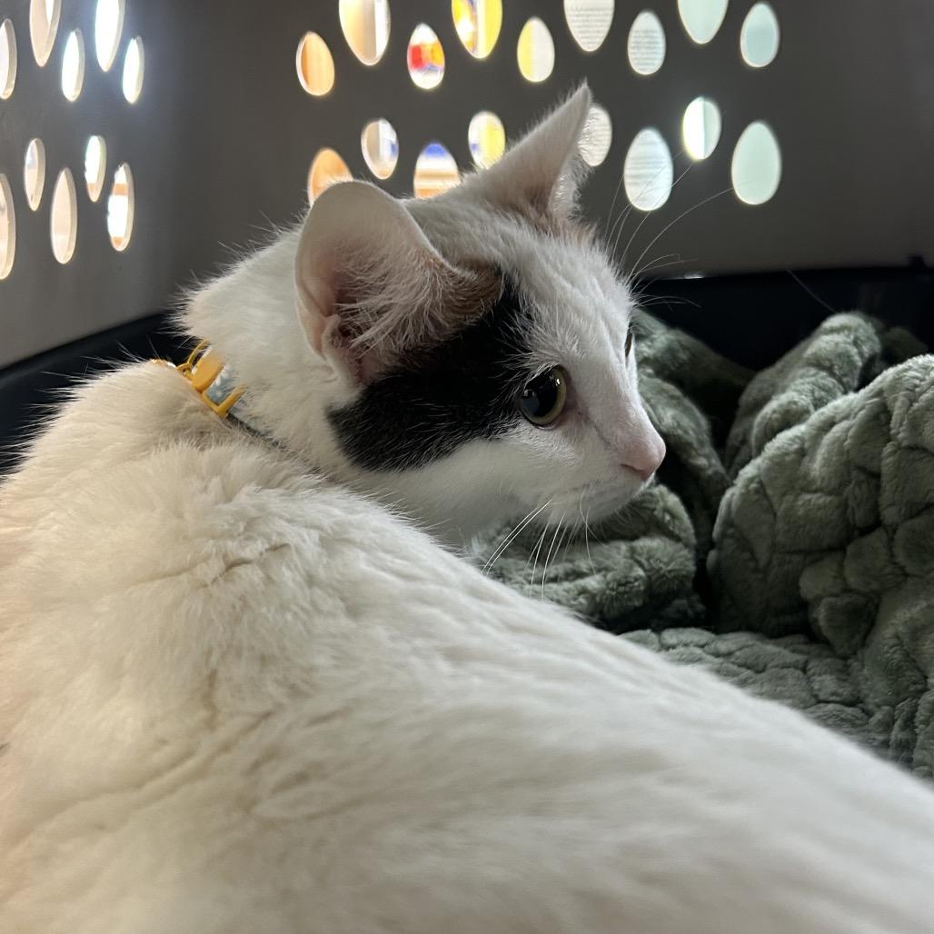 Enlarge Daisy, a Adoptable Domestic Short Hair in Emporia, KS image 5/5