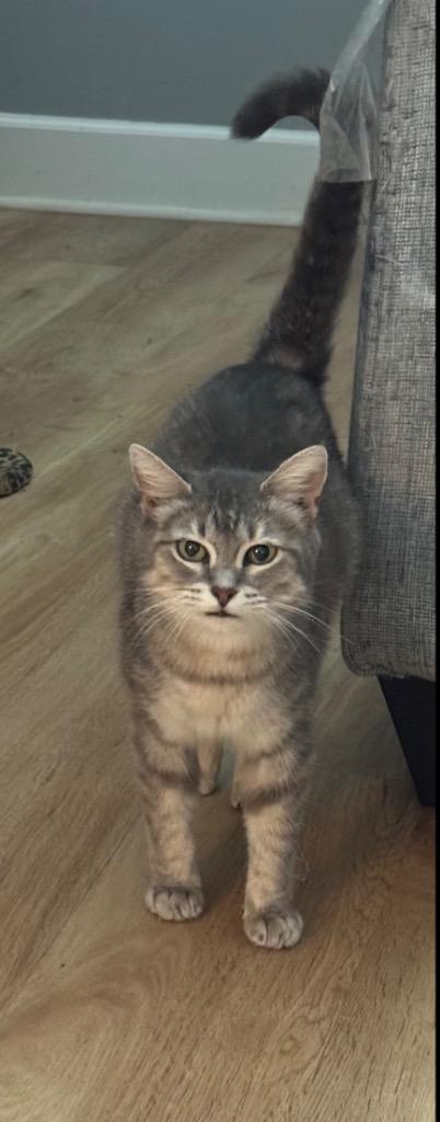 Lonny, Adoptable, Adult Female Domestic Short Hair.