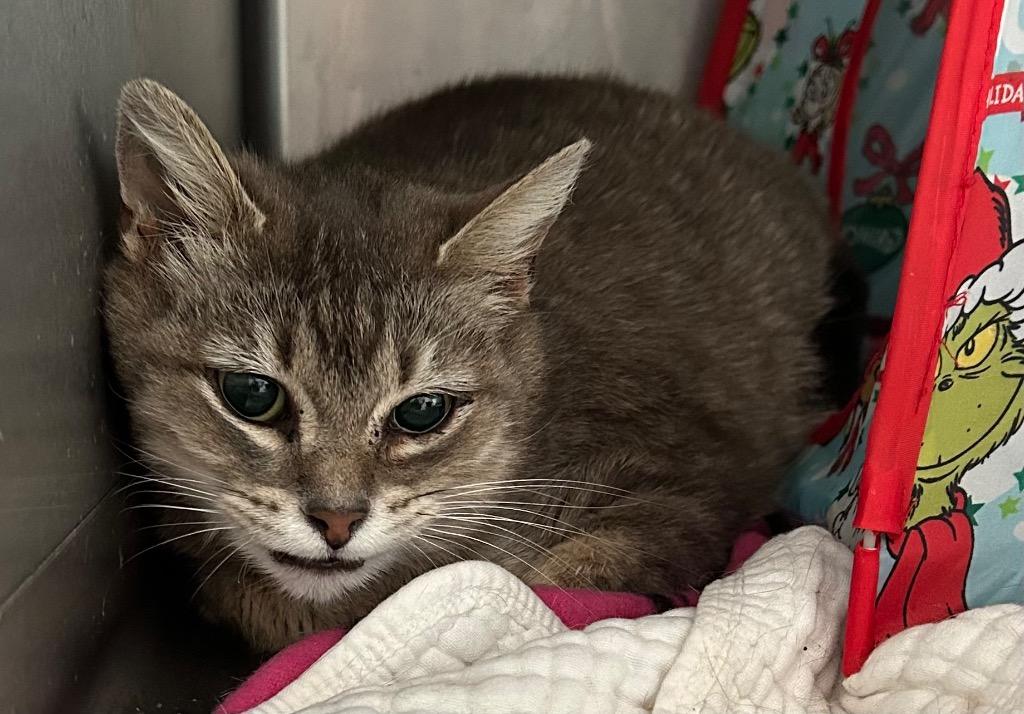 Lonny, Adoptable, Adult Female Domestic Short Hair.