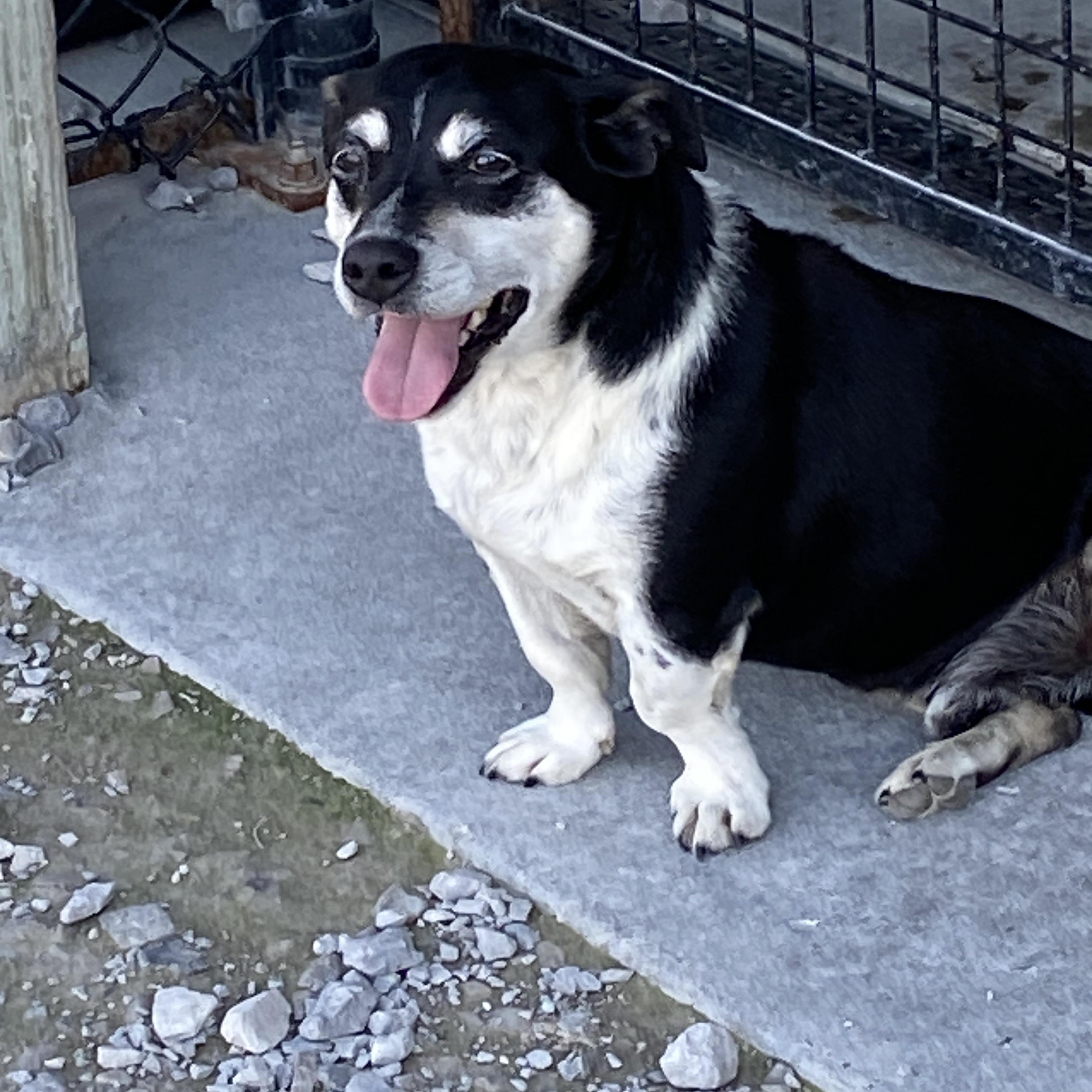 Enlarge Clyde, a ADOPTABLE mixed breed in Hartford, KY image 4/5