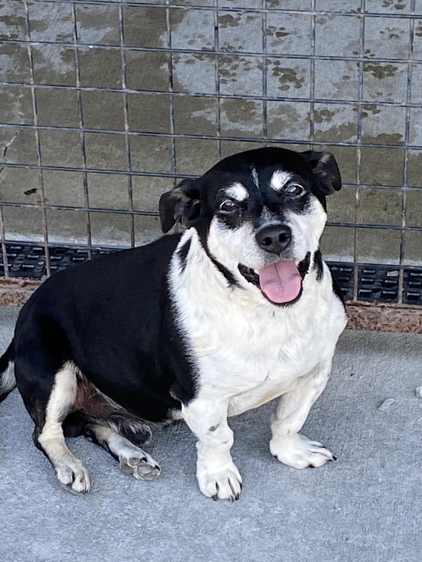 Clyde, ADOPTABLE, Adult Male Dachshund & Rat Terrier.