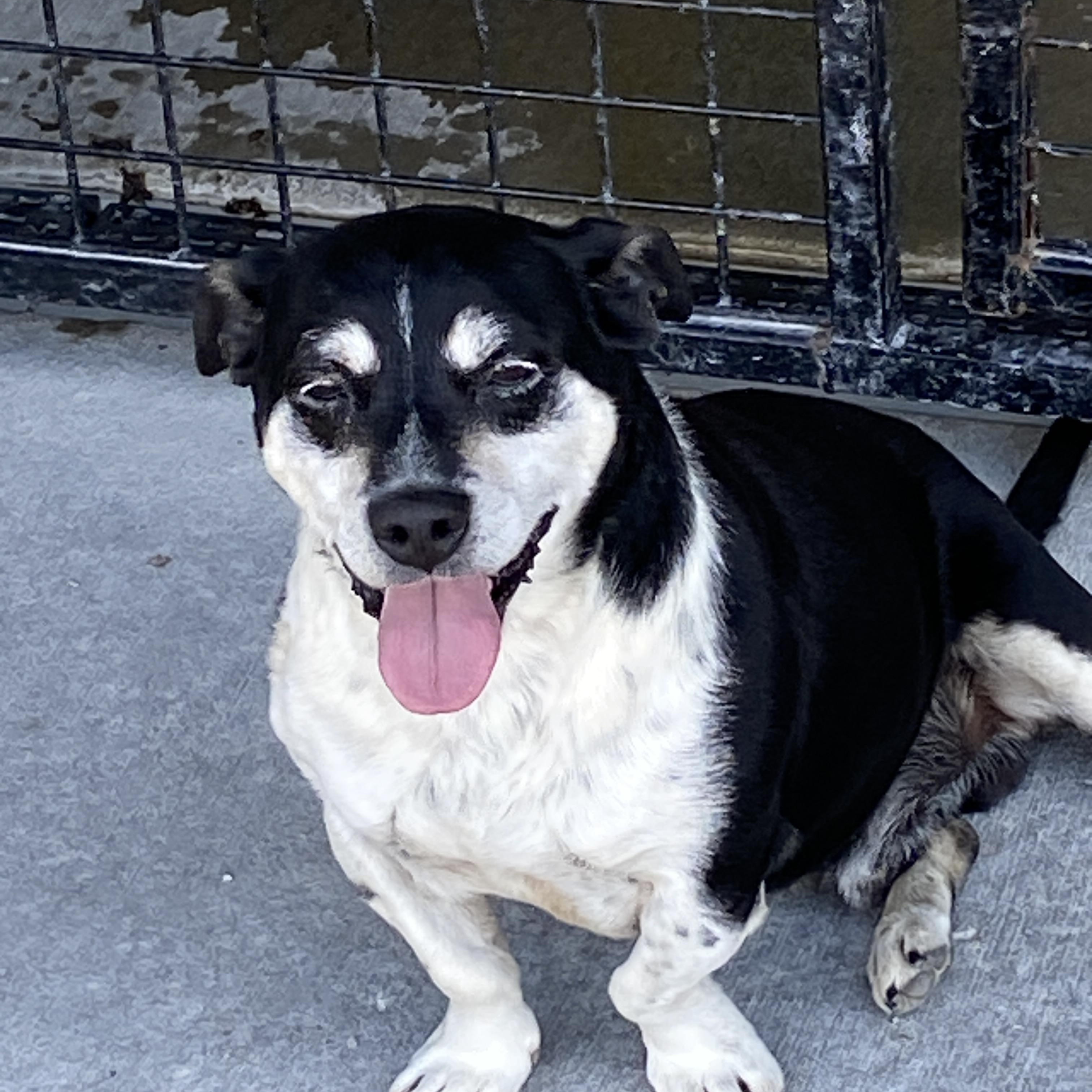 Enlarge Clyde, a ADOPTABLE mixed breed in Hartford, KY image 3/5