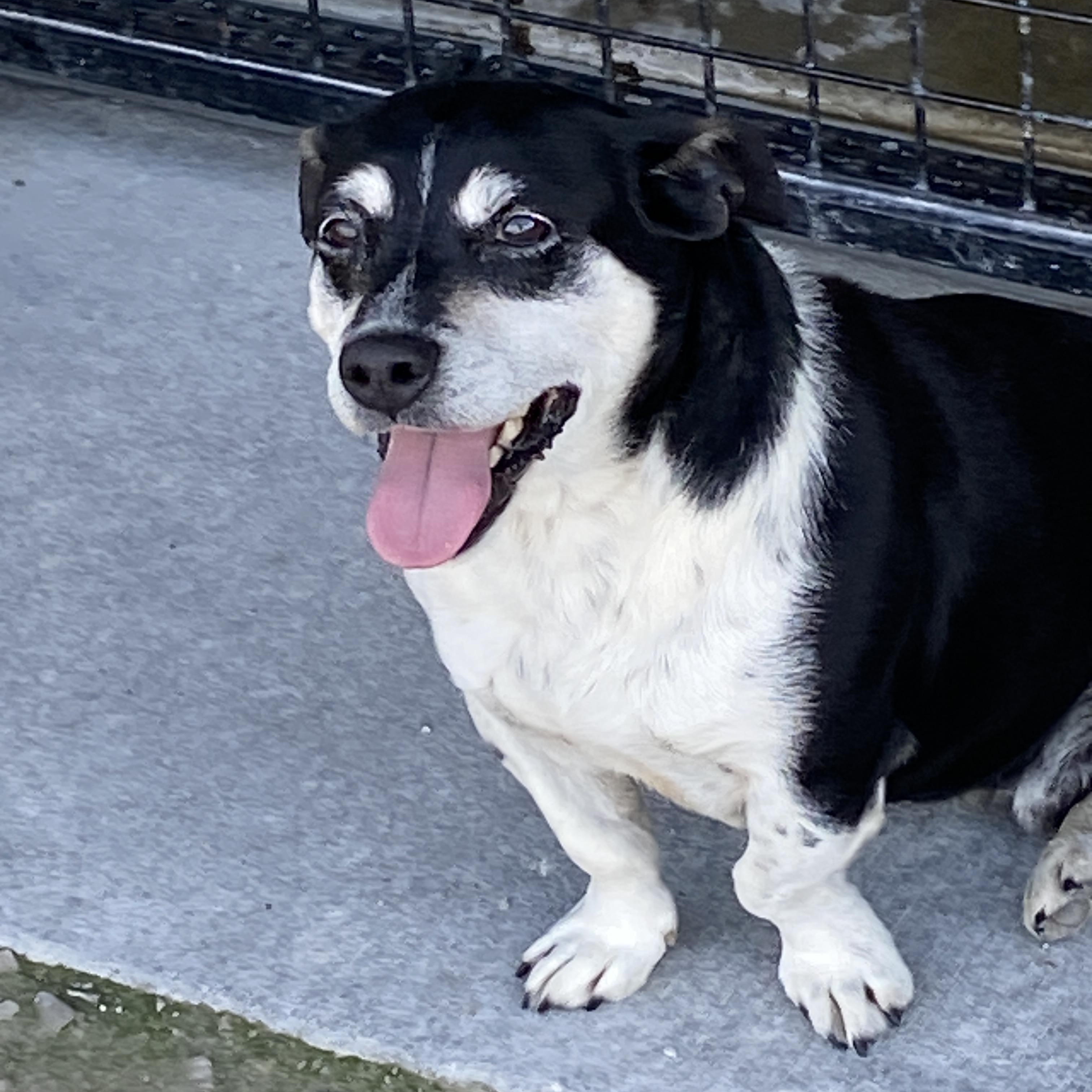 Enlarge Clyde, a ADOPTABLE mixed breed in Hartford, KY image 2/5