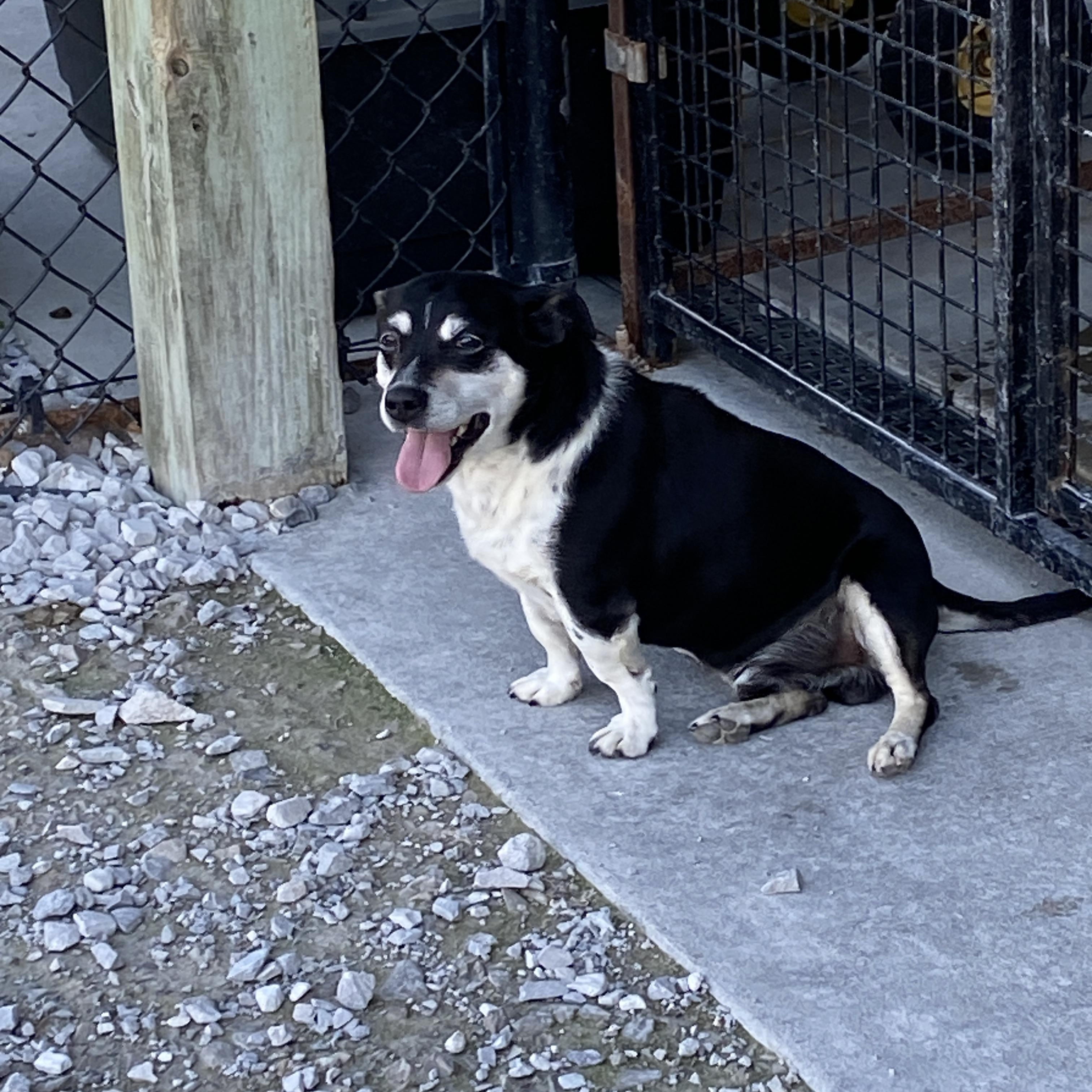 Enlarge Clyde, a ADOPTABLE mixed breed in Hartford, KY image 5/5