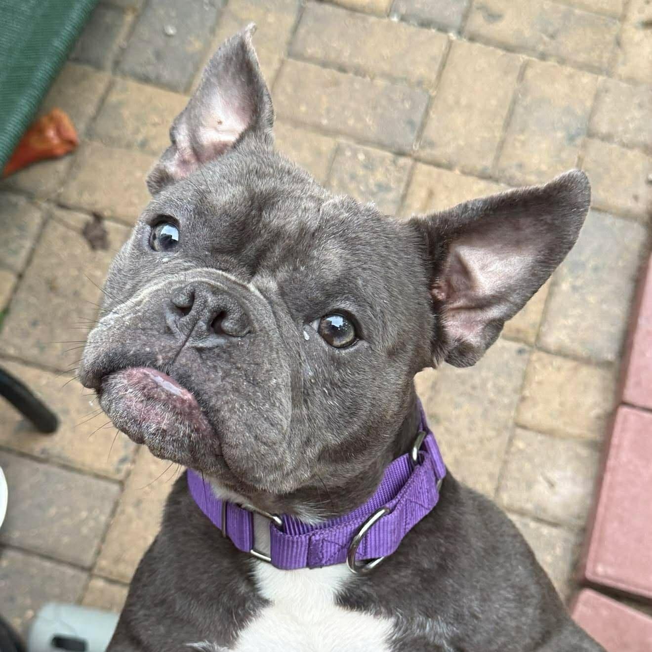 Miss Nanners (20260708-01), adopted, Young Female French Bulldog.