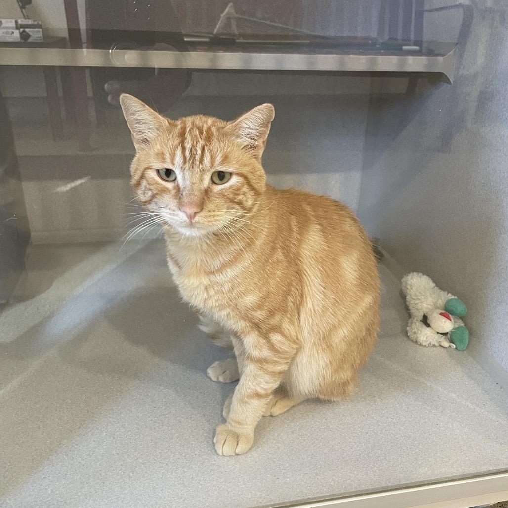 Mouse, Adoptable, Adult Male Domestic Short Hair.