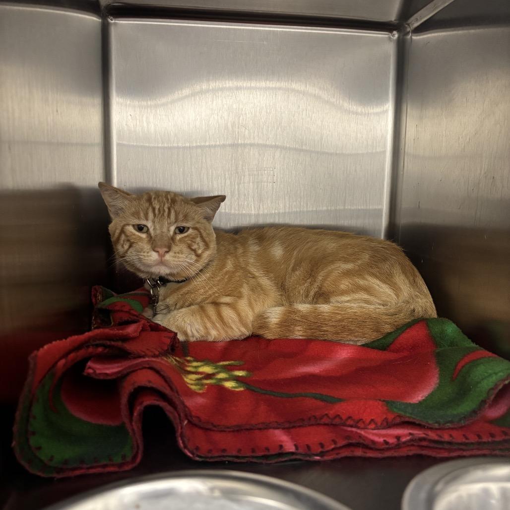 Enlarge Mouse, a Adoptable Domestic Short Hair in Rexburg, ID image 2/2