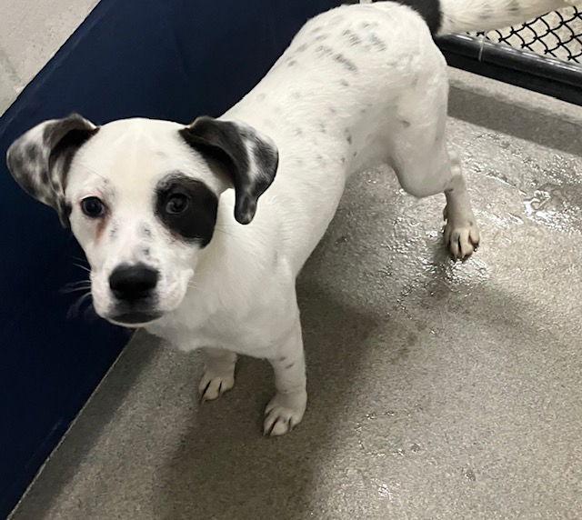 Enlarge Charlie 7 months Ava 12/17, a Adoptable Hound in Sterling, MA image 1/1