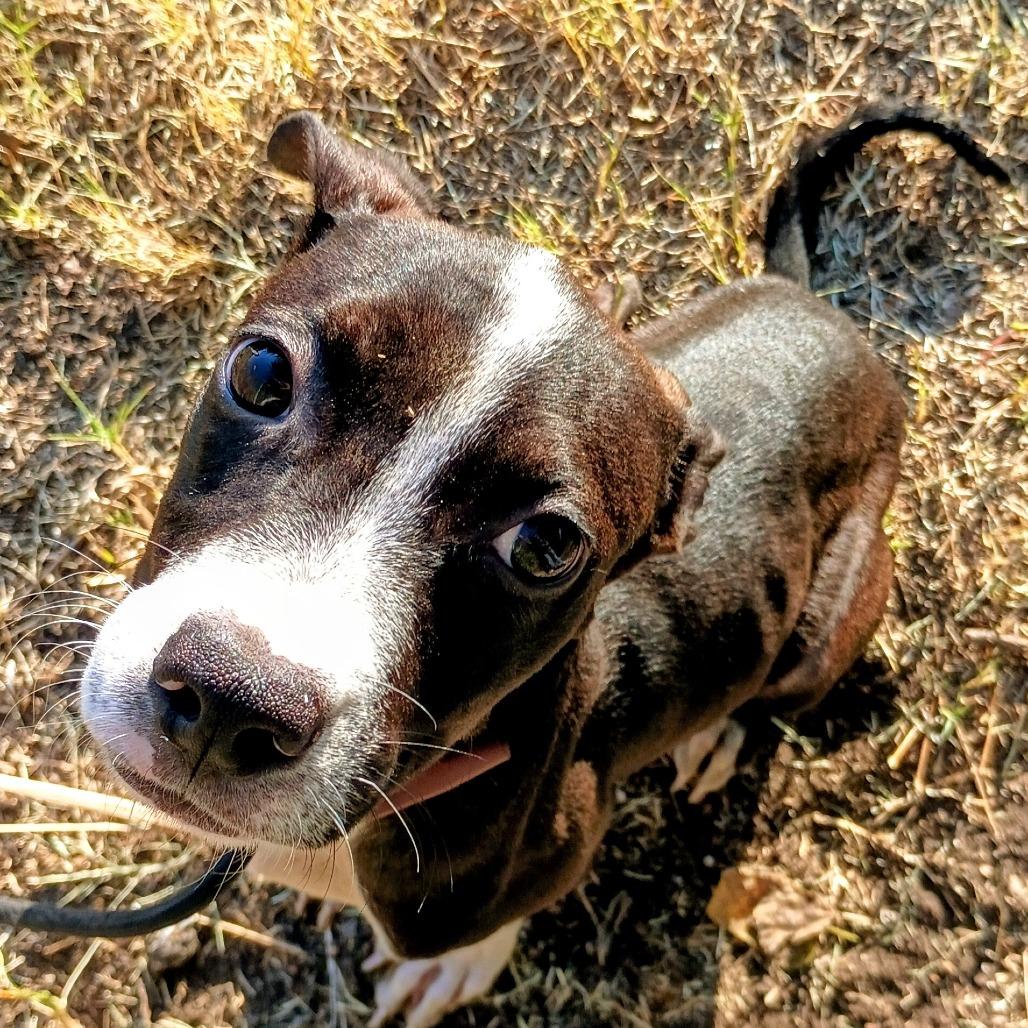 Cassette P45747, Adoptable, Puppy Female Pit Bull Terrier.