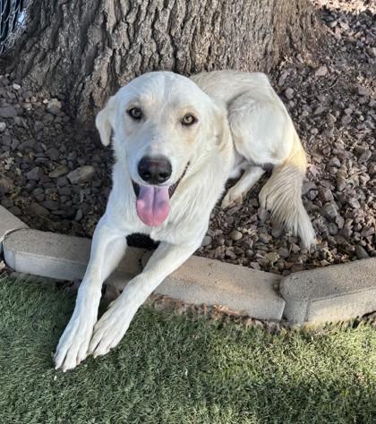 Crash, ADOPTABLE, Young Male Labrador Retriever.