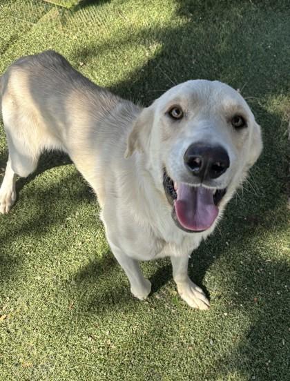 Enlarge Crash, a ADOPTABLE mixed breed in Red Bluff, CA image 2/3