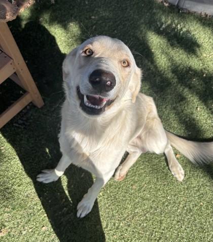 Enlarge Crash, a ADOPTABLE mixed breed in Red Bluff, CA image 3/3