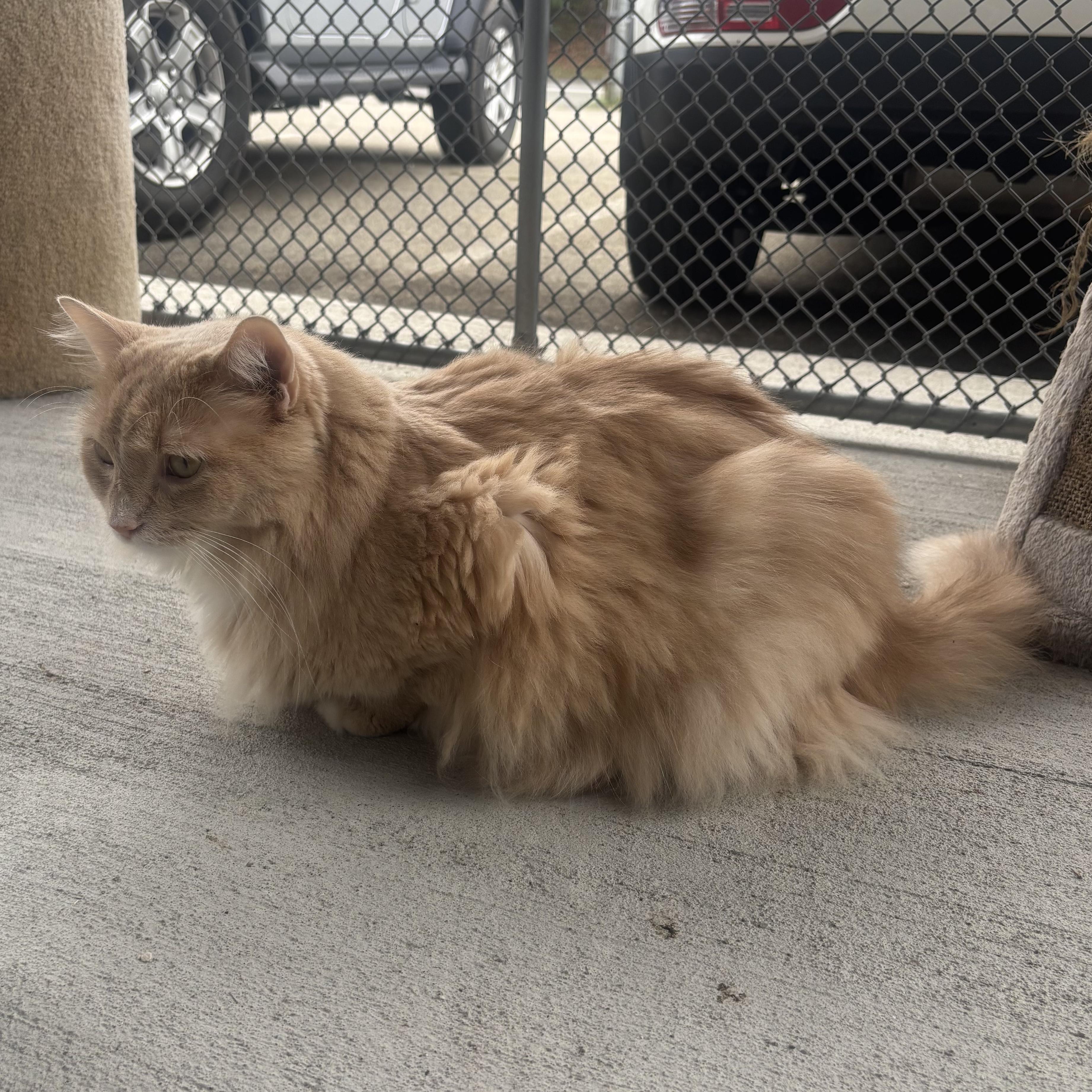Morgan, a Adoptable Domestic Long Hair in Waynesburg, PA image 4/6