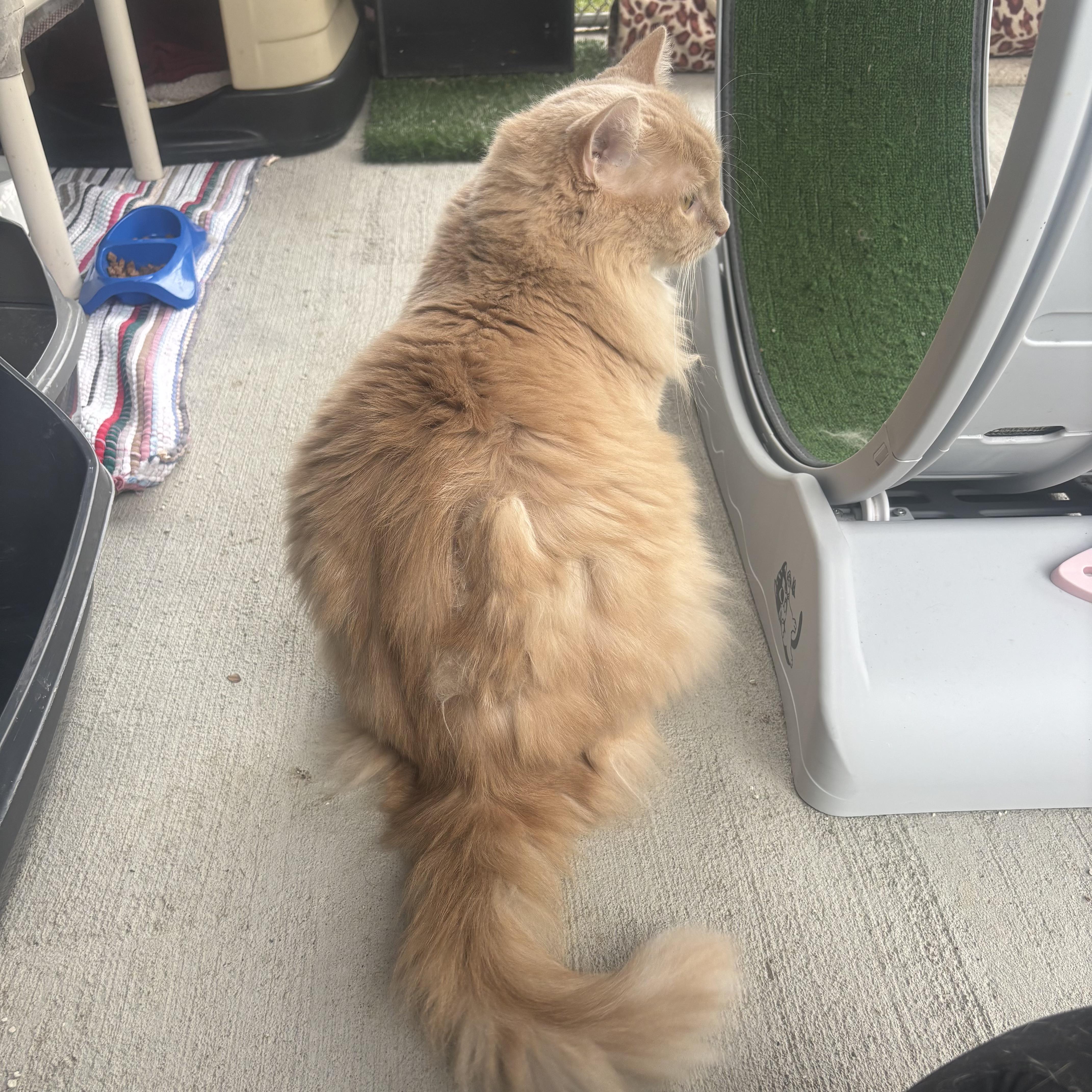 Morgan, a Adoptable Domestic Long Hair in Waynesburg, PA image 5/6