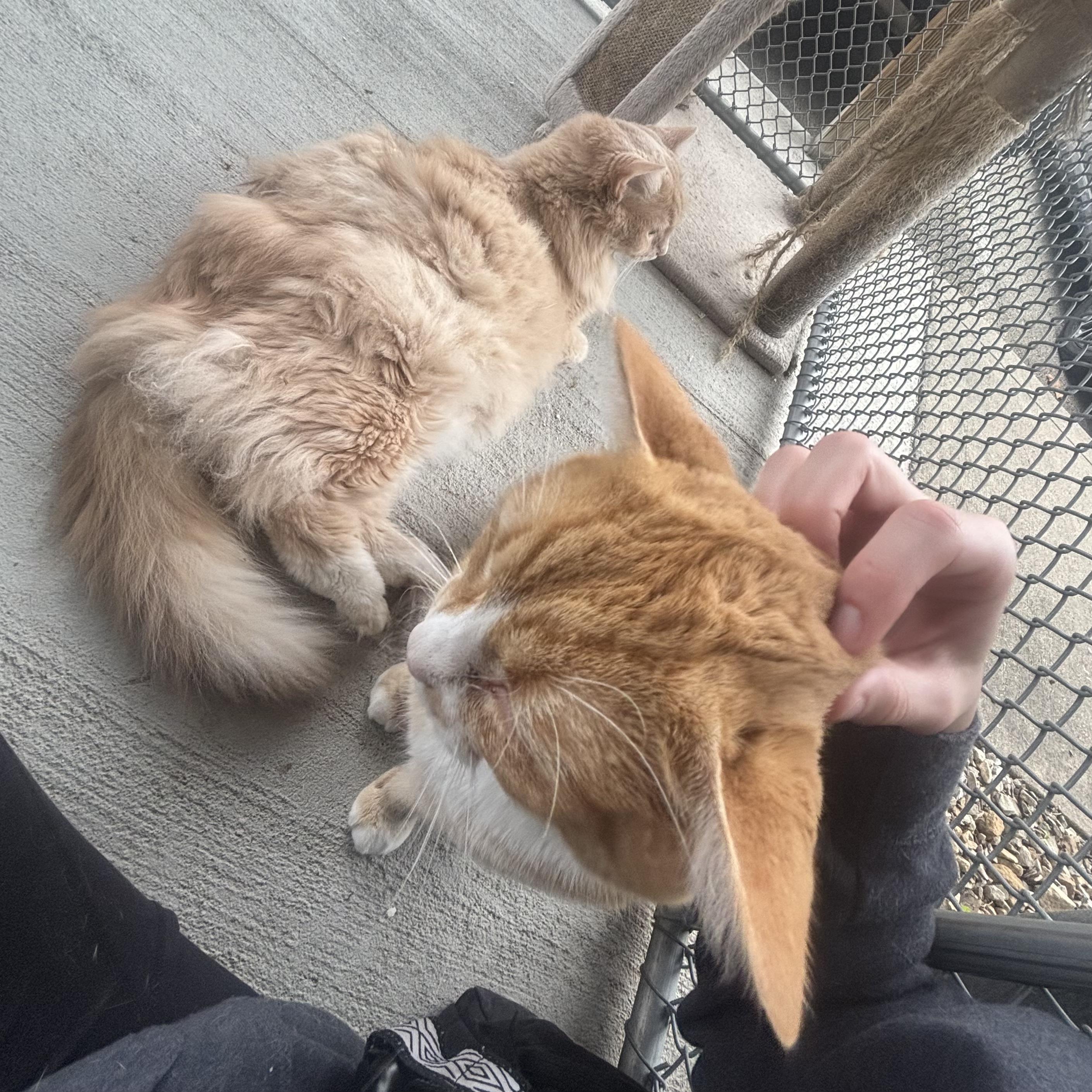 Morgan, a Adoptable Domestic Long Hair in Waynesburg, PA image 6/6