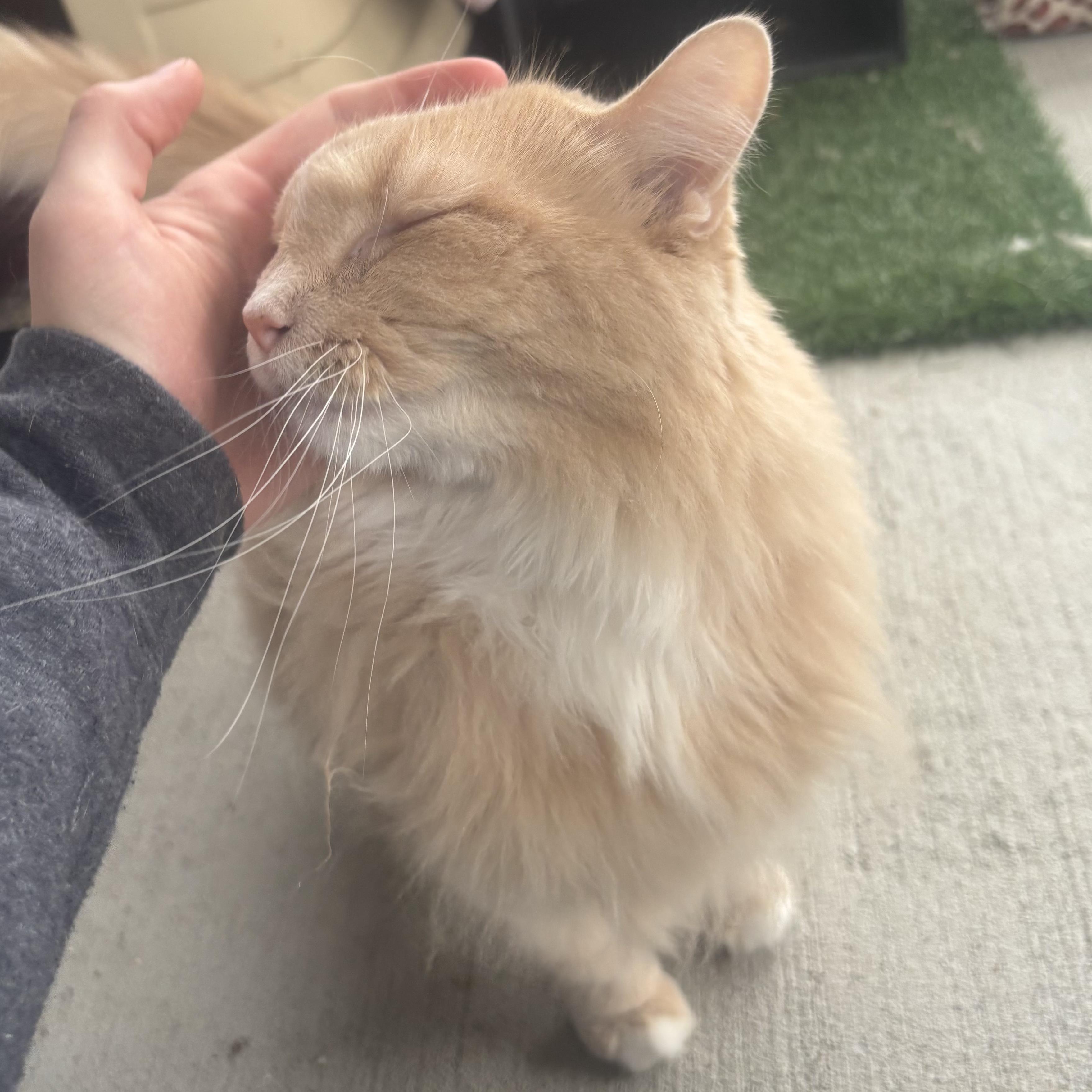 Morgan, a Adoptable Domestic Long Hair in Waynesburg, PA image 3/6