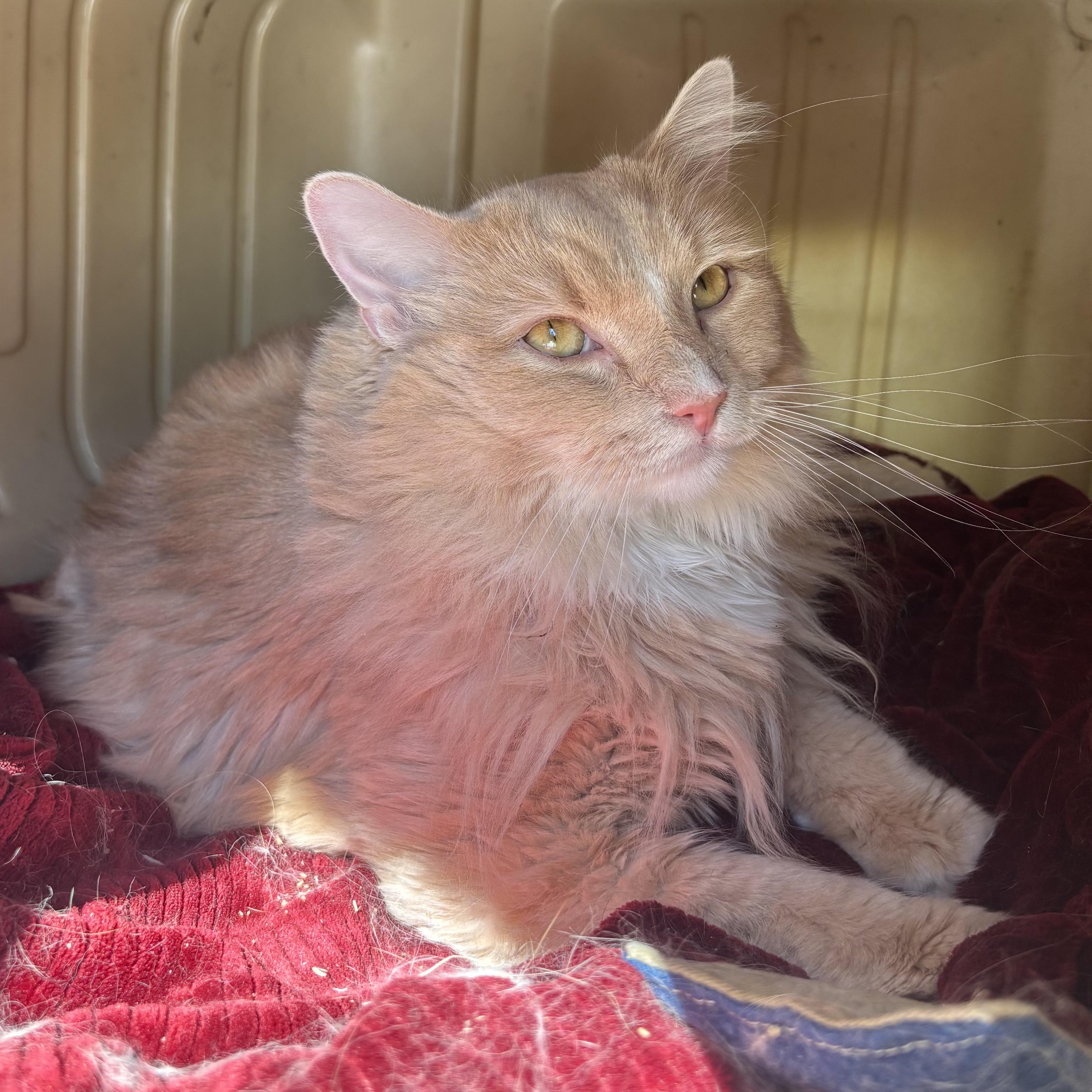 Morgan, Adoptable, Adult Male Domestic Long Hair.