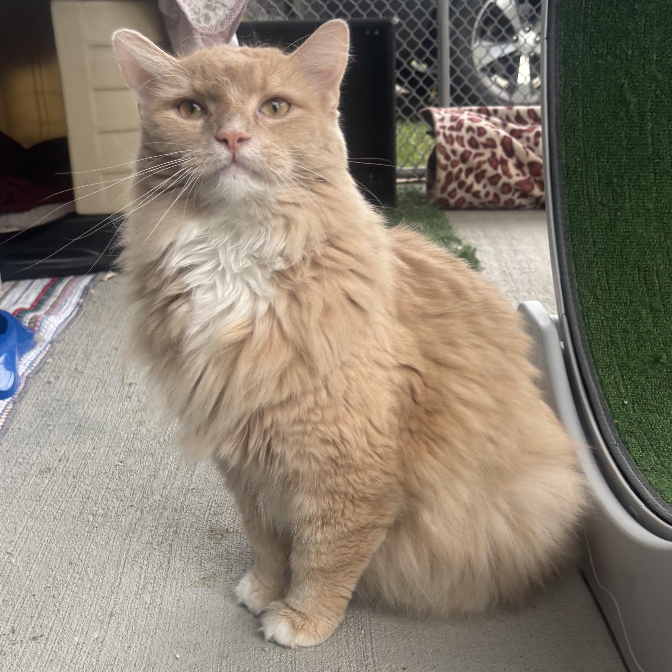 Morgan, a Adoptable Domestic Long Hair in Waynesburg, PA image 2/6